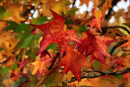 red autumnal leaves