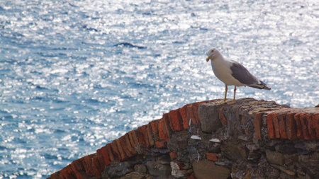 A seagull at the seaの写真素材