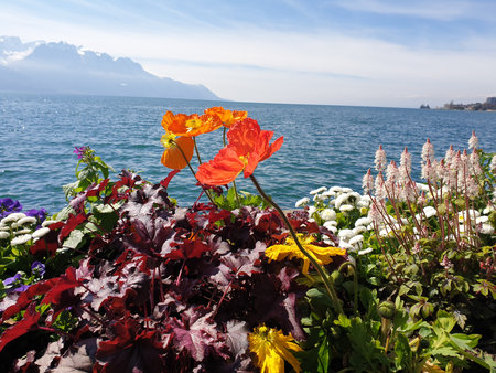 Flowers in Montreuxの写真素材