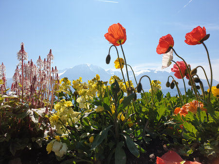Colorful flowersの写真素材