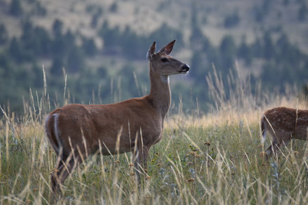 deers being scared by a car coming in Yellowstoneの写真素材