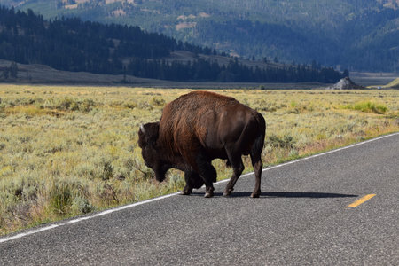 Bison crossing the street in Yellowstoneの写真素材