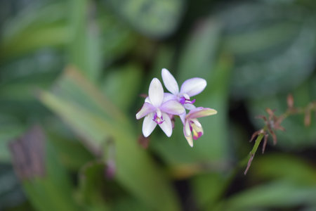 Purple flowerの写真素材