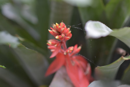 Red Flowerの写真素材