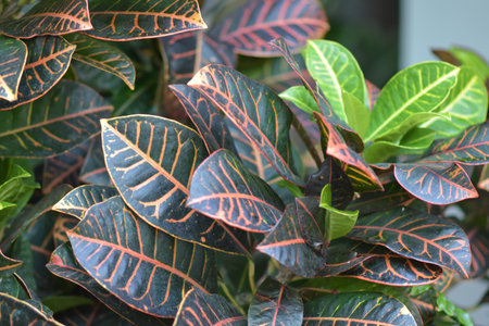 Leaves