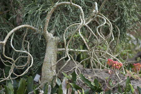 Desert treeの写真素材