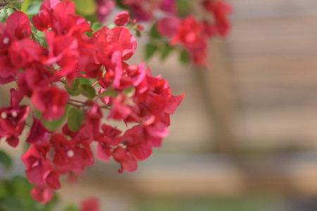 Pink flowerの写真素材