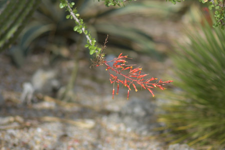 Red Flowerの写真素材