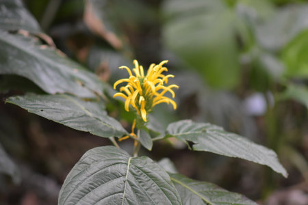 Yellow Flowerの写真素材