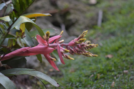 Red Flowerの写真素材