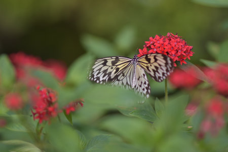 Butterflyの写真素材