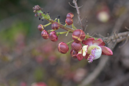 Red Flowerの写真素材