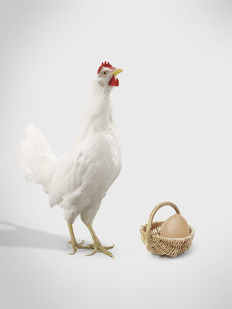 A hen with an egg in a basket. の写真素材
