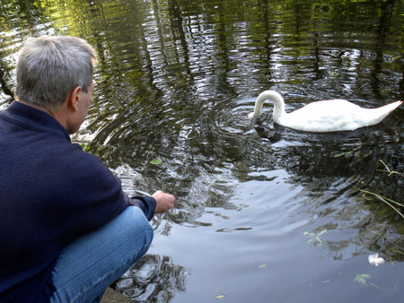 Moscow, Russia - May 30, 2010: Mute swan makes a living from handsのeditorial素材