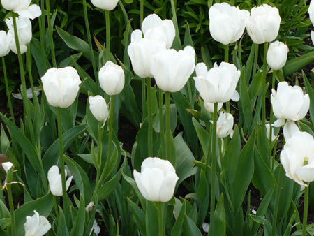 Russia, Moscow. City park `Sokolniki`. Big Rosariumの写真素材