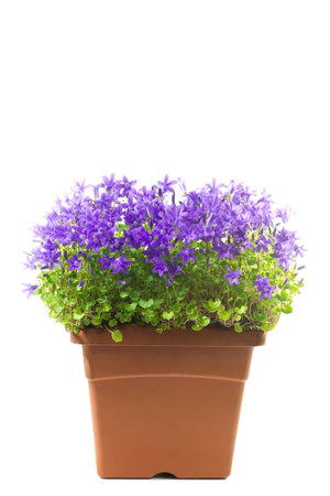 campanula in a pot on a white backgroundの写真素材