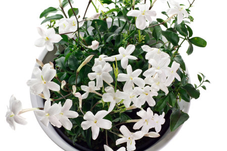 closeup jasmine flowering plant in potの写真素材