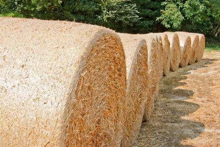 harvest time  series of  hay bales in cultivated field