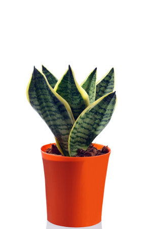sansevieria in pot on a white backgroundの写真素材