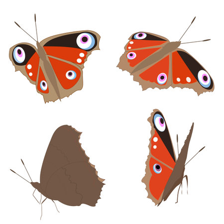 Four butterflies on a white background, illustrationのイラスト素材