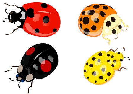 Colorful ladybugs on a white background, insectのイラスト素材