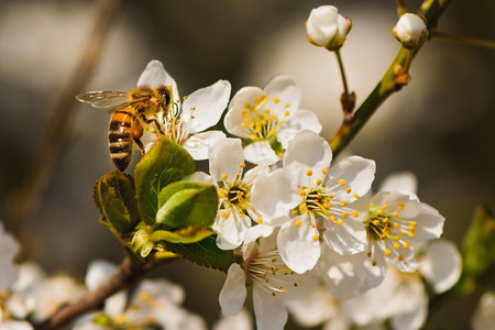 Honey bee pollinate white flower in the spring meadow