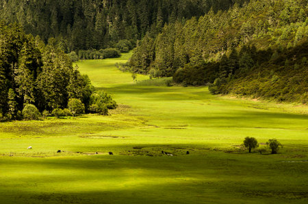 Shangri-La meadowの写真素材