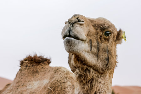 Camel in sahara desert, Moroccoの写真素材