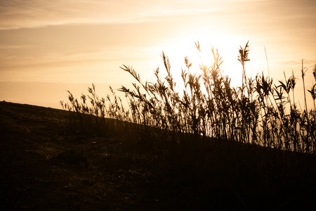 Long grass and plants at sunset near Oualidia, Moroccoの写真素材