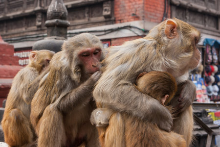 Macacus monkey living in the Swayambu Nath Temple, Kathmandu, Nepalの写真素材
