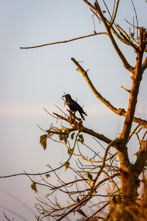Bird on a tree at sunset, Chitwan National Park, Nepalの写真素材