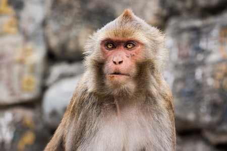 Macacus monkey living in the Swayambu Nath Temple, Kathmandu, Nepalの写真素材