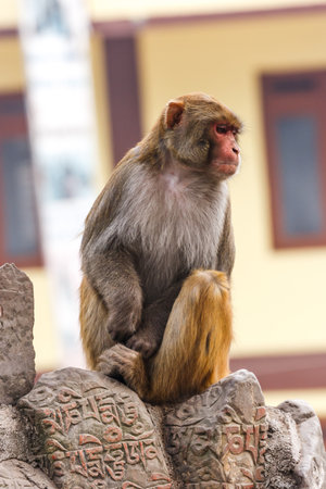 Macacus monkey living in the Swayambu Nath Temple, Kathmandu, Nepal