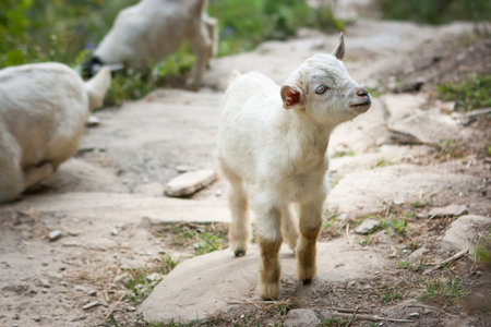Little Lamb near Kyumi on the Annapurna Base Camp Trek, Nepalの写真素材