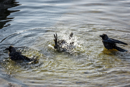 Ravens bathing on the Phewa Lake, Pokhara, Nepalの写真素材