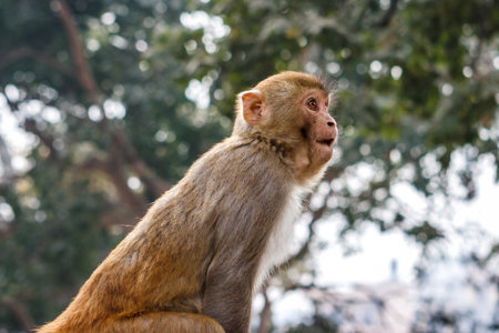 Macacus monkey living in the Swayambu Nath Temple, Kathmandu, Nepal