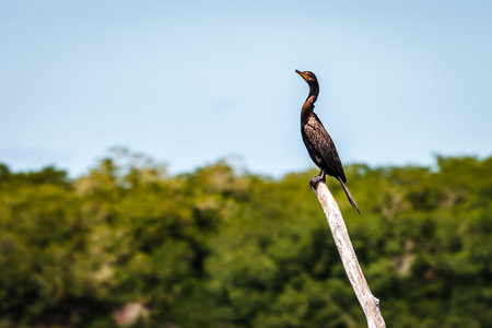 Cormorant standind on a pole at Celestun, Yucatan, Mexicoの写真素材