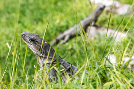 Two iguanas looking different directions in the grass at the Uxmal archaeological site, Yucatan, Mexico.の写真素材