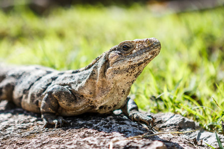Closeup of an Iguana at Chichen Itza, Yucatan, Mexicoの写真素材