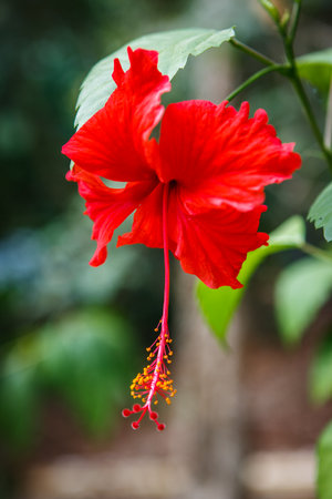 Picture of a red Hibiscus flower with bokeh effect on the background. Shot in Phi Phi Island, Thailand.の写真素材