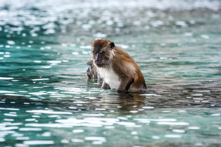 View of a macacus swimming for food from tourists in Monkey Beach, Phi Phi Island, Thailand.の写真素材