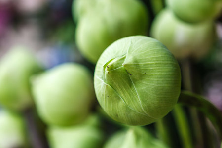 Composition of green Lotus flower buds at Wat Intharawihan Temple, Bangkok, Thailandの写真素材