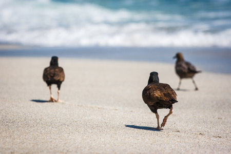 Black oystercatchers (Haematopus ater) walking on the sand in Paracas, Peruの写真素材