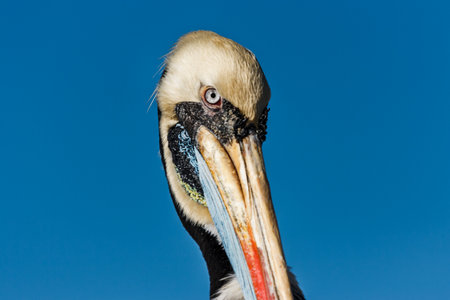 Detail of a peruvian pelican in Paracas, Peruの写真素材