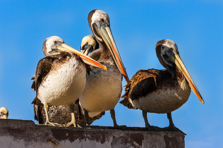 Flock of peruvian pelicans on a roof in Paracas, Peruの写真素材
