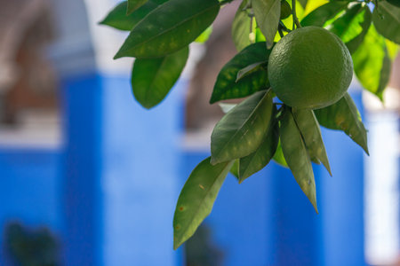 Detail of a lime tree with fruit in the Santa Catalina Monastery, Arequipa, Peruの写真素材