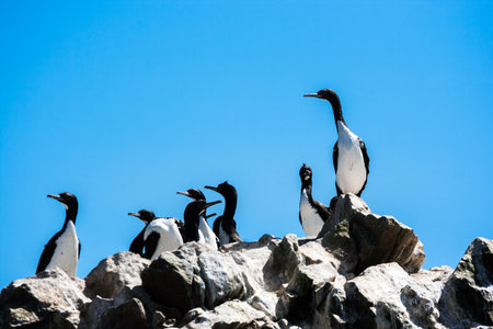 Flock of Guanay Cormorants in the Islas Ballestas, Paracas Peninsula, Peruの写真素材