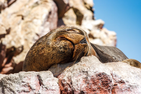 Portrait of a sea lion sleeping, Islas Ballestas, Paracas Peninsula, Peru