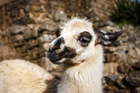 Llama portrait in Machu Picchu, Cuzco, Peruの写真素材