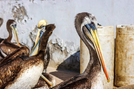 Flock of brown peruvian pelicans in Paracas, Peruの写真素材